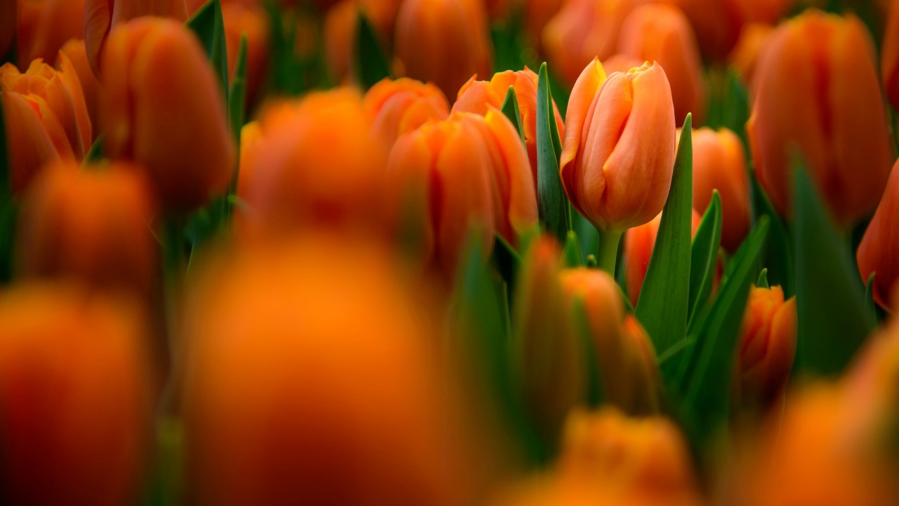Tulips Flowers Gardens