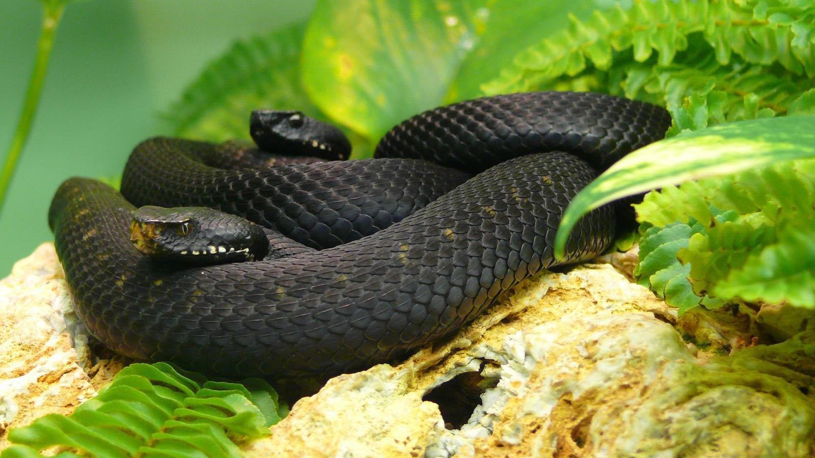 Two Black Mamba Snake