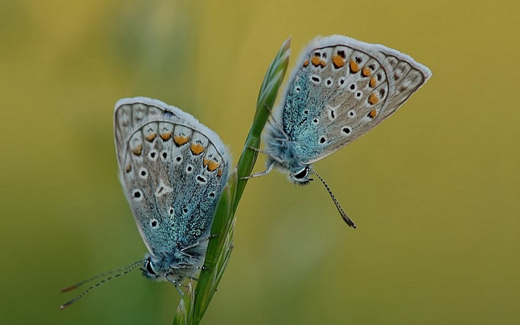 Two Butterflies Sitting On A Grass