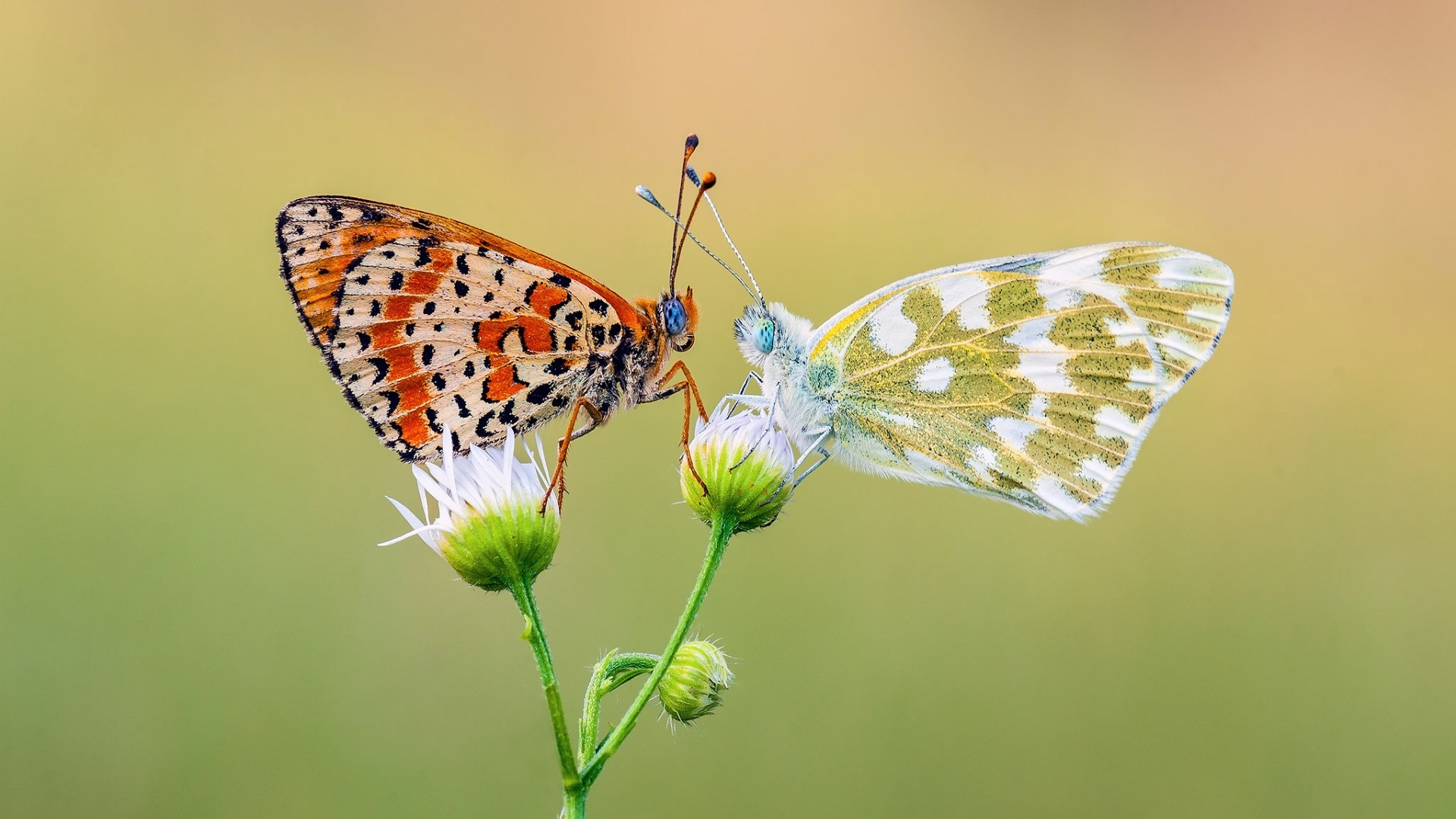 Two Butterfly Romance