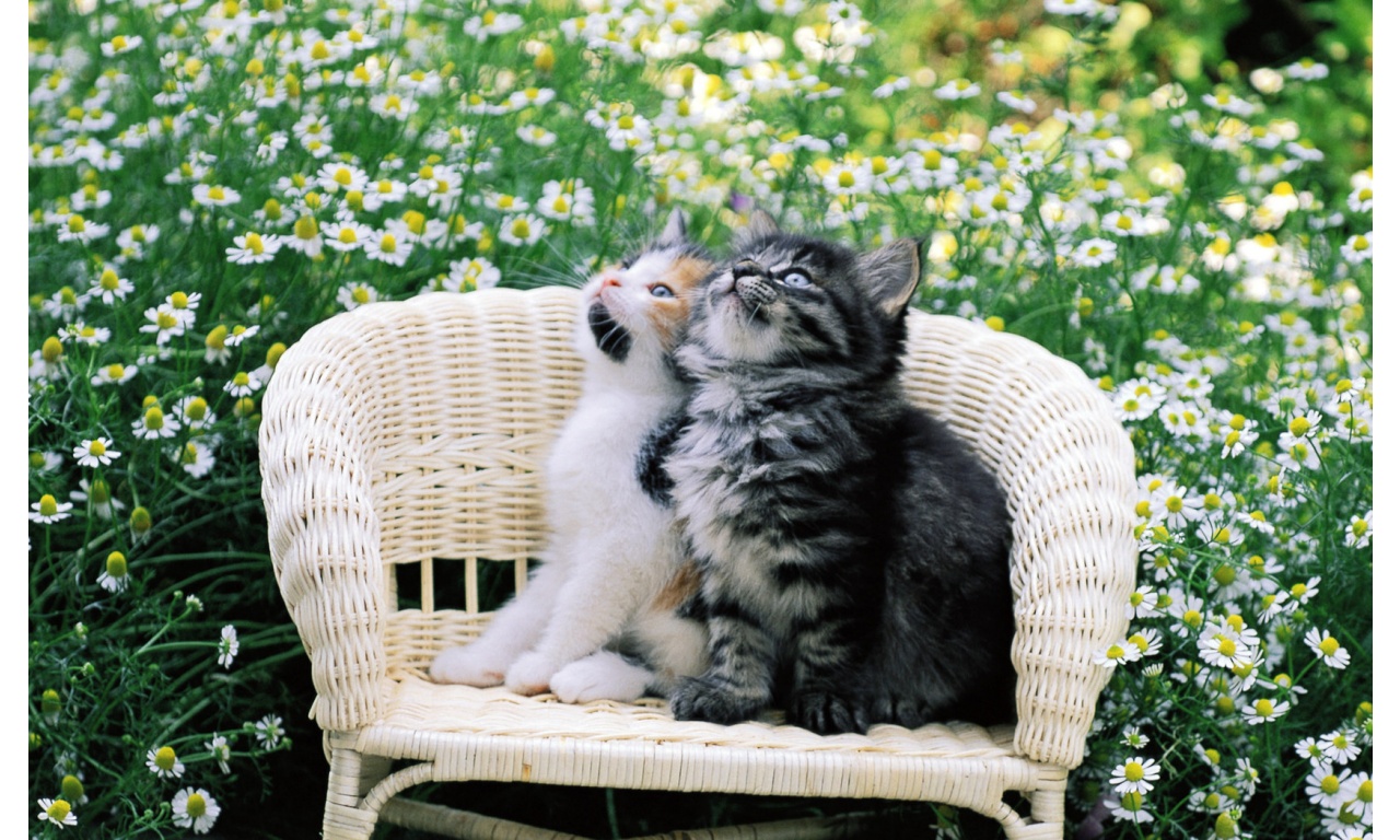 Two Cat In Flowers Garden