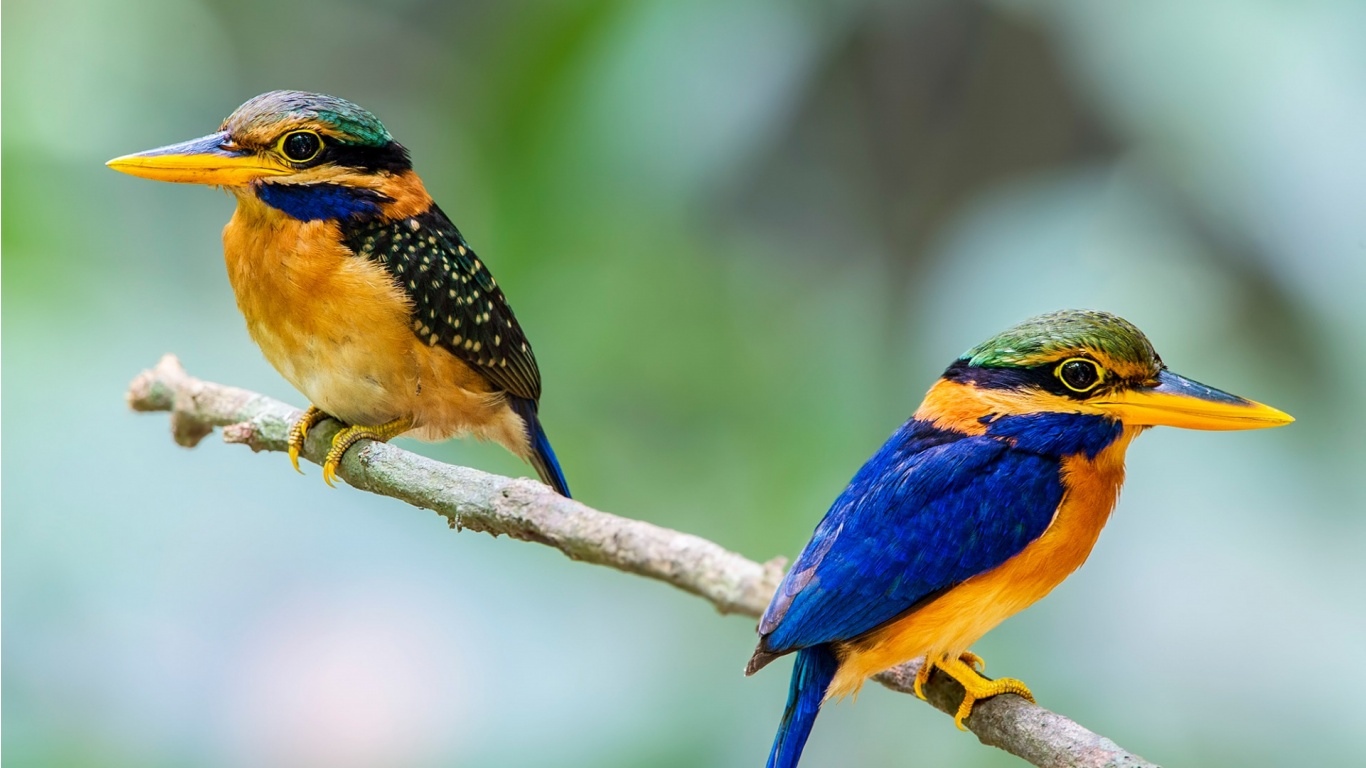 Two Kingfisher Bird