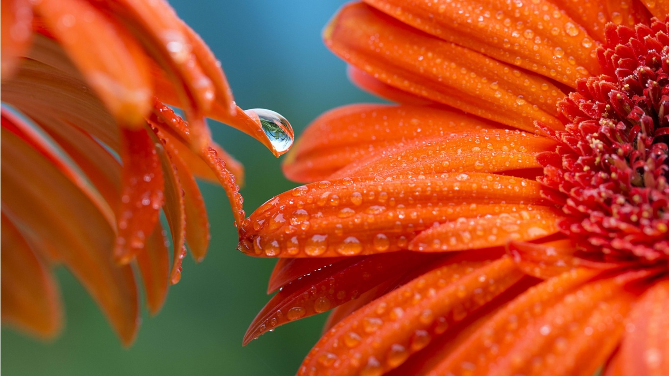Two Orange Gerbera Flower Drops