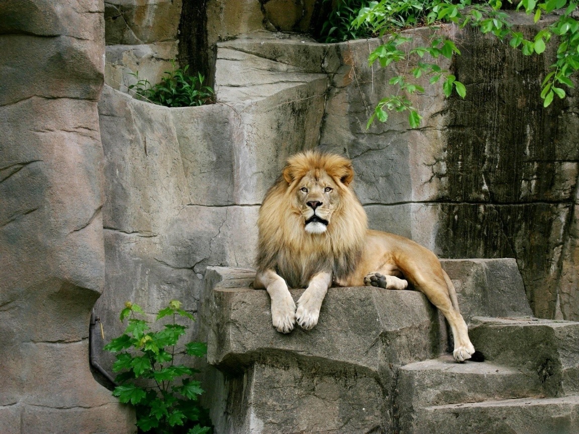 Very Beautiful Lion