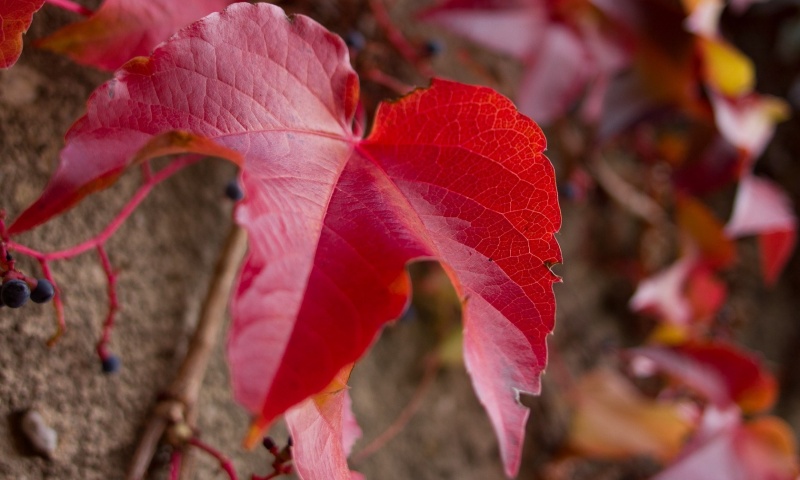 Vine Maple Leaves In Autumn