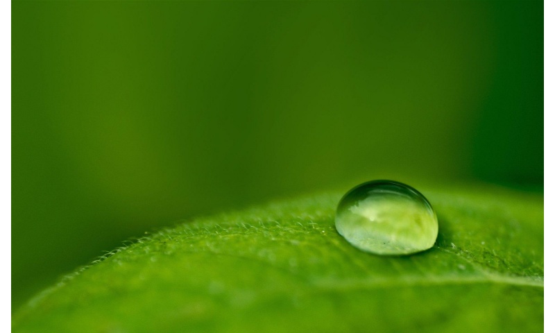 Water Drop on Green Leaf