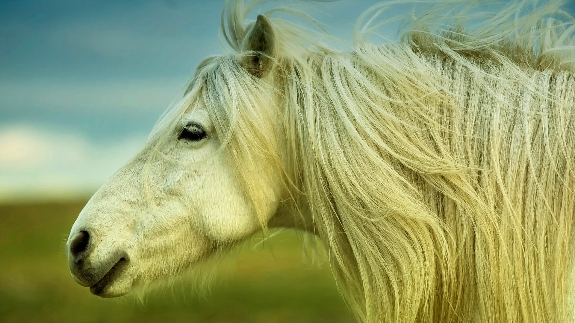 White Horse Silky Hair