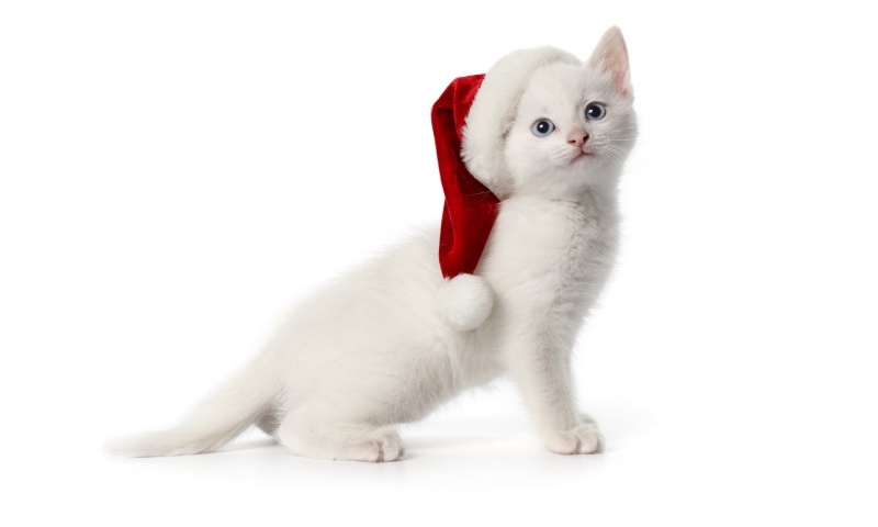 White Santa Cat