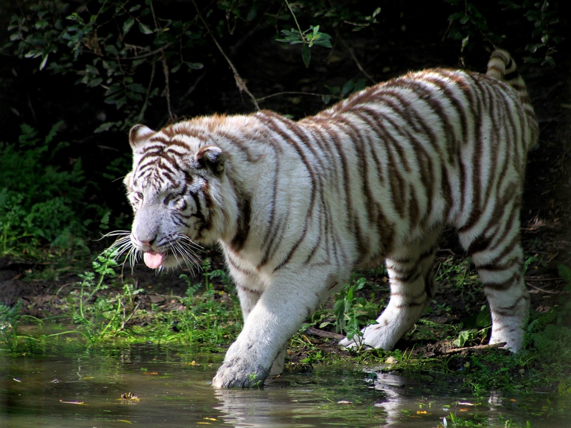 White Tiger In Lake