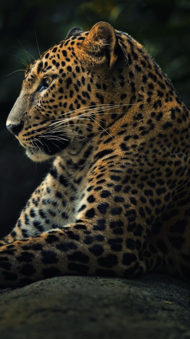 Wild Predator Leopard