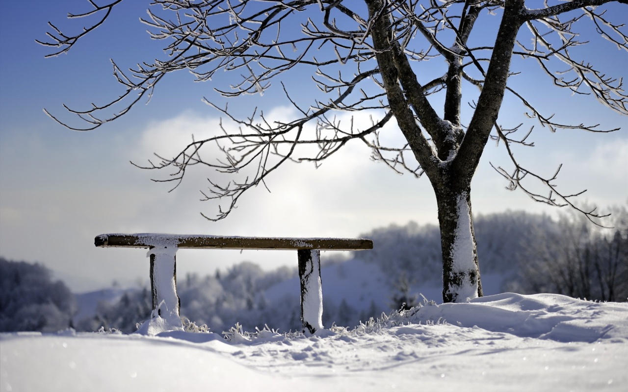 Winter Bench And Tree