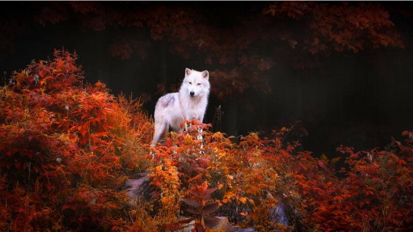Wolf On Foliage Trees
