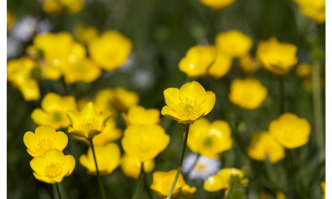 Yellow Buttercup Flowers