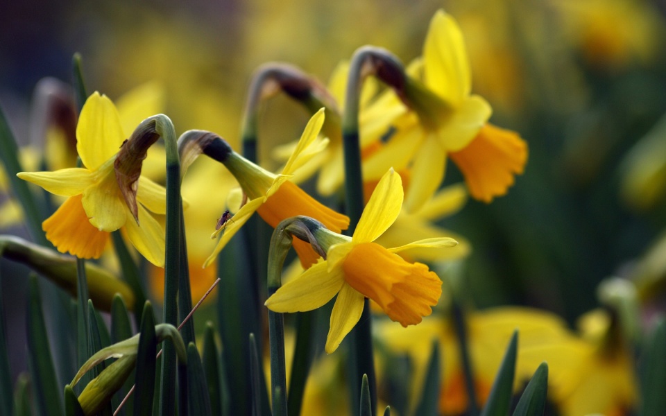Yellow Daffodils Flowers