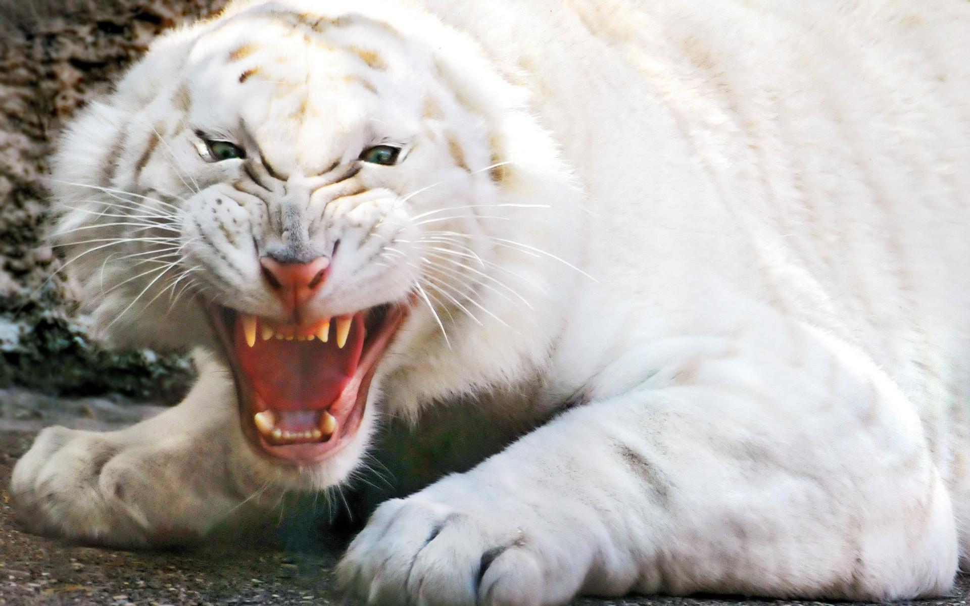 Angry White Tiger Wallpapers - 1920x1200 - 223802
