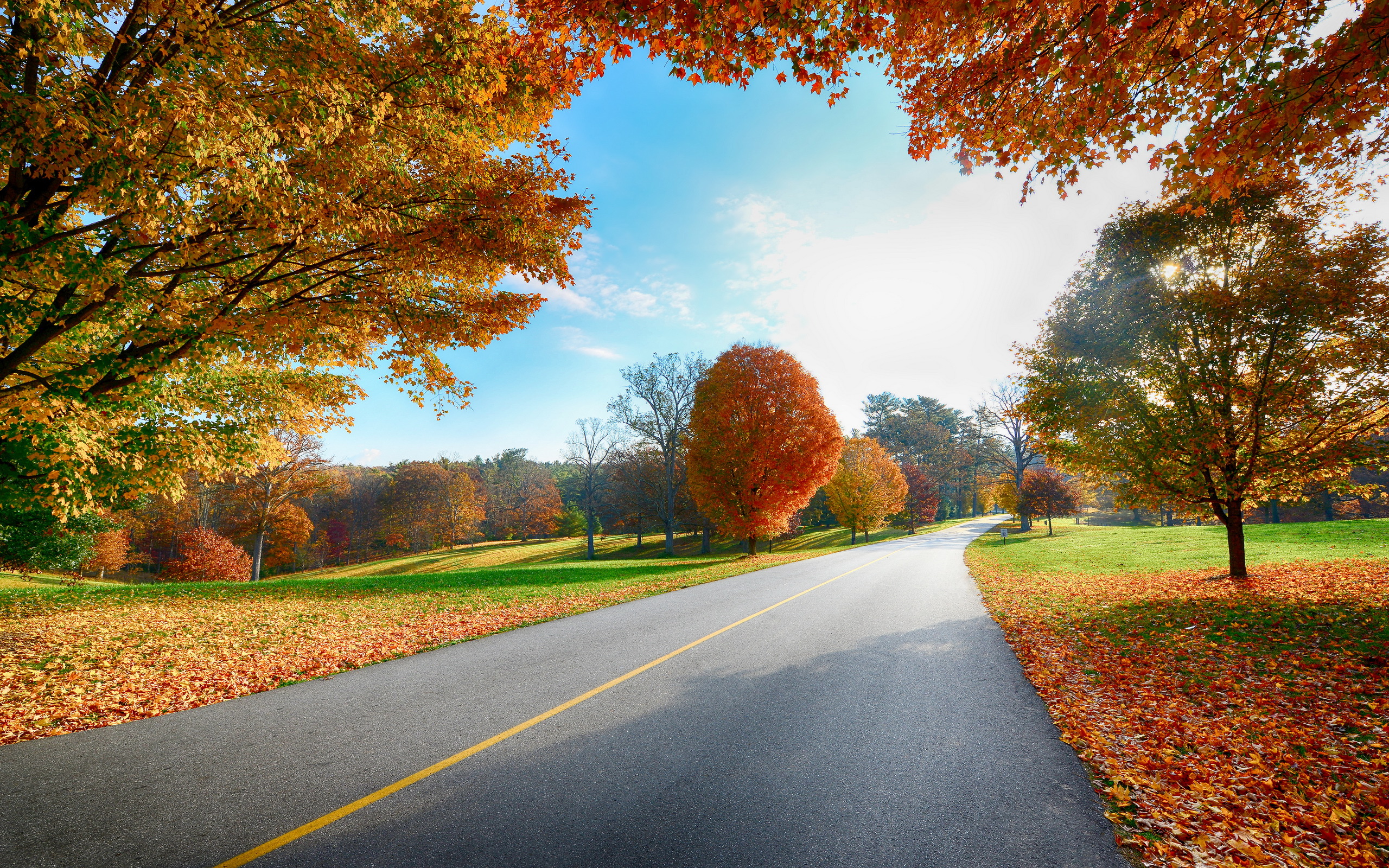 Autumn Tree Road Landscape