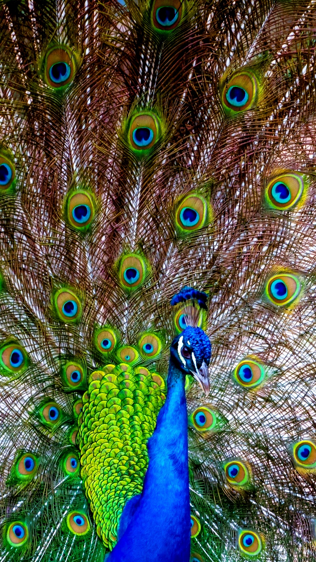 Beautiful Peacock Tail