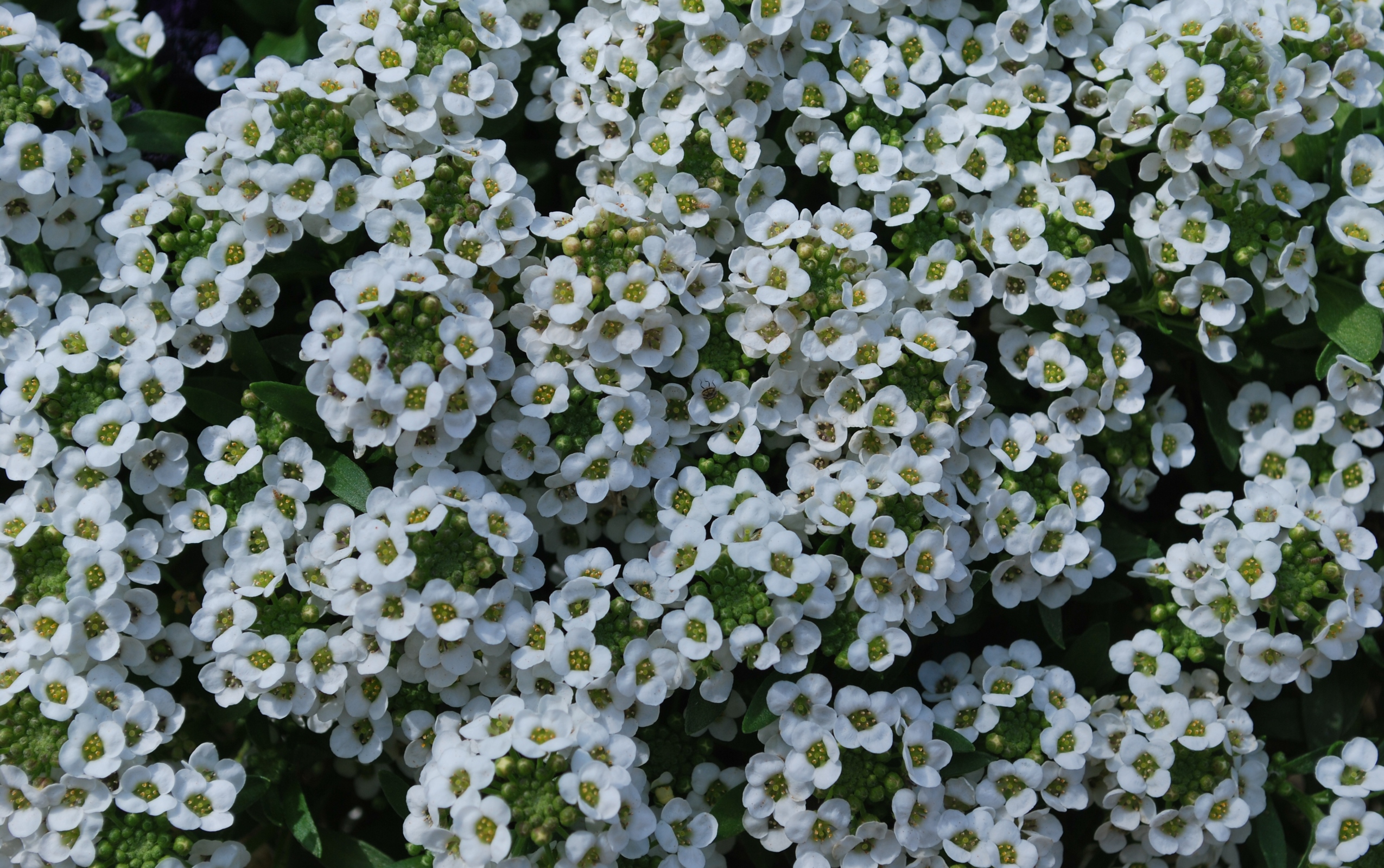 Beautiful White Flowers Wallpapers - 2550x1600 - 1912213
