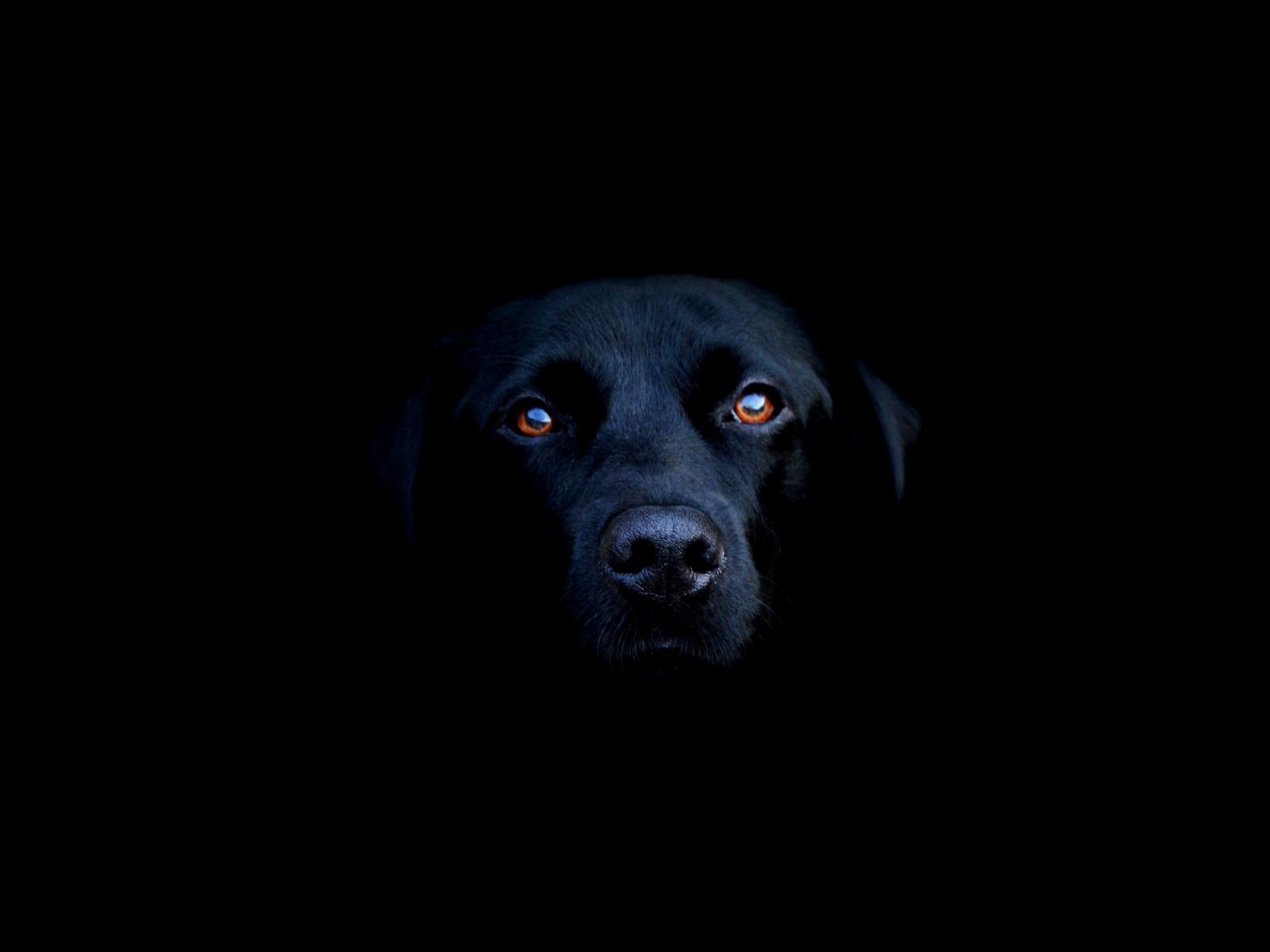 Black Dog in the Dark