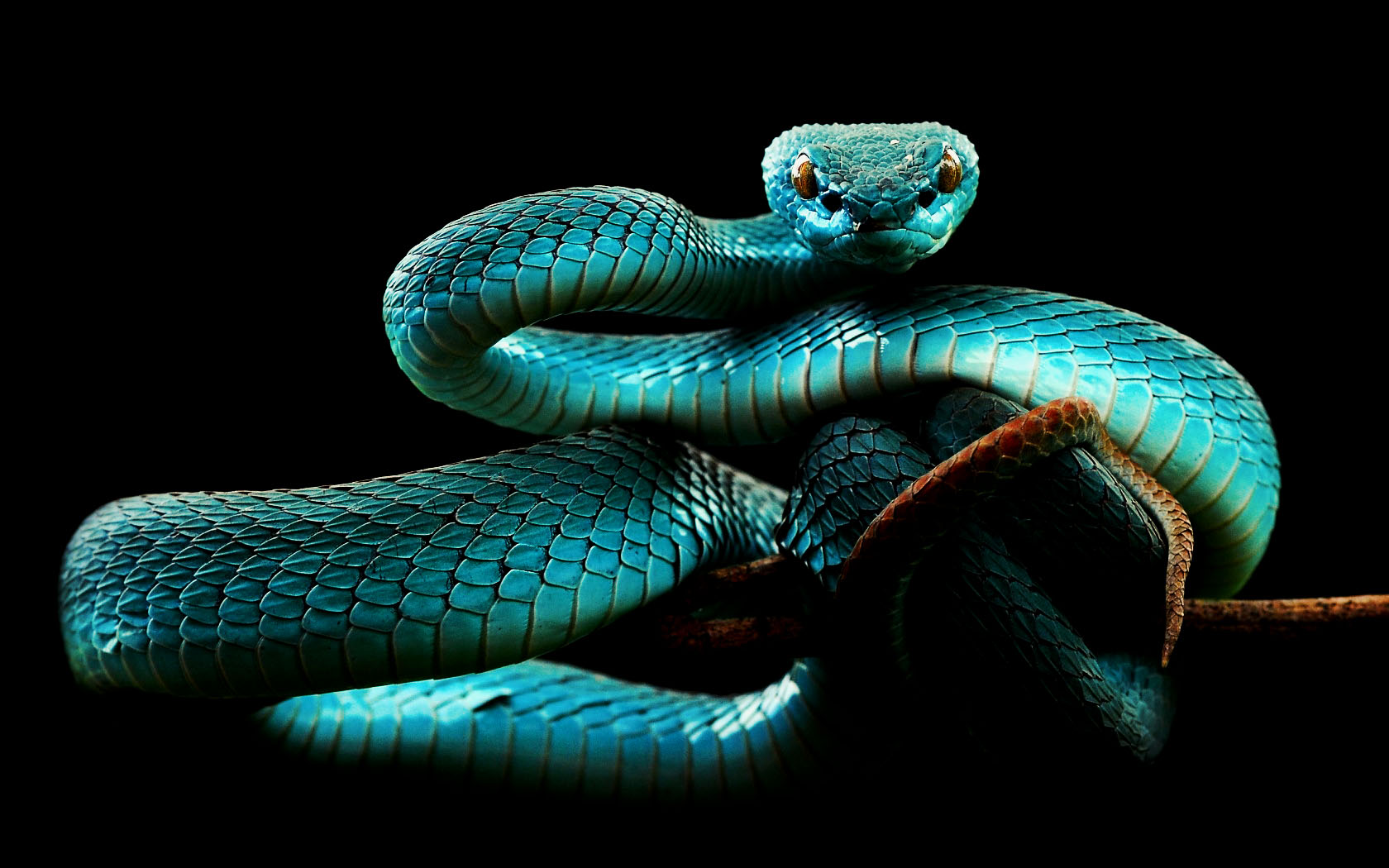 Blue Snake.