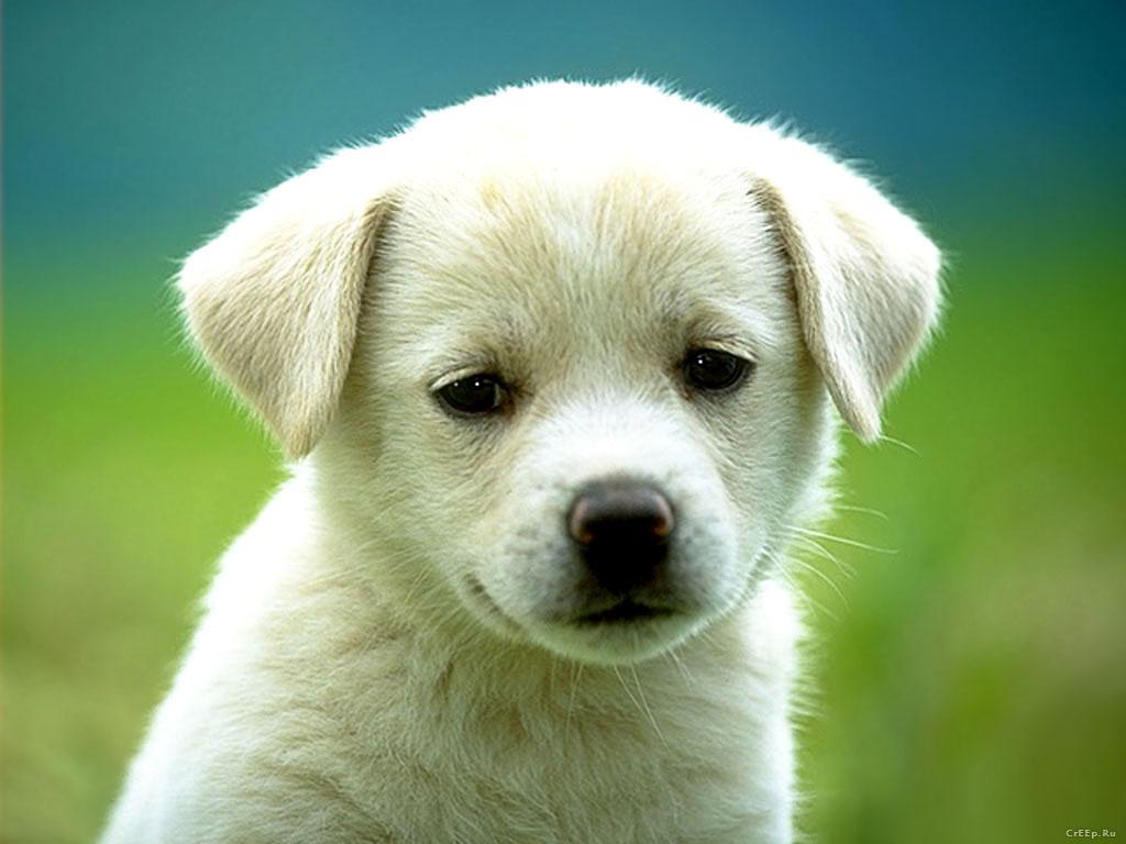 Cute and Innocent Dog