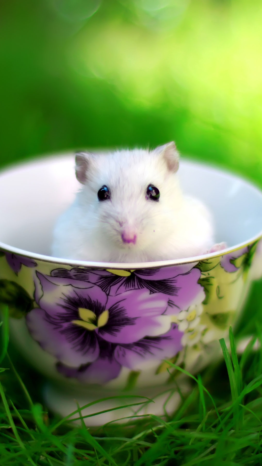 Cute White Mouse In Cup