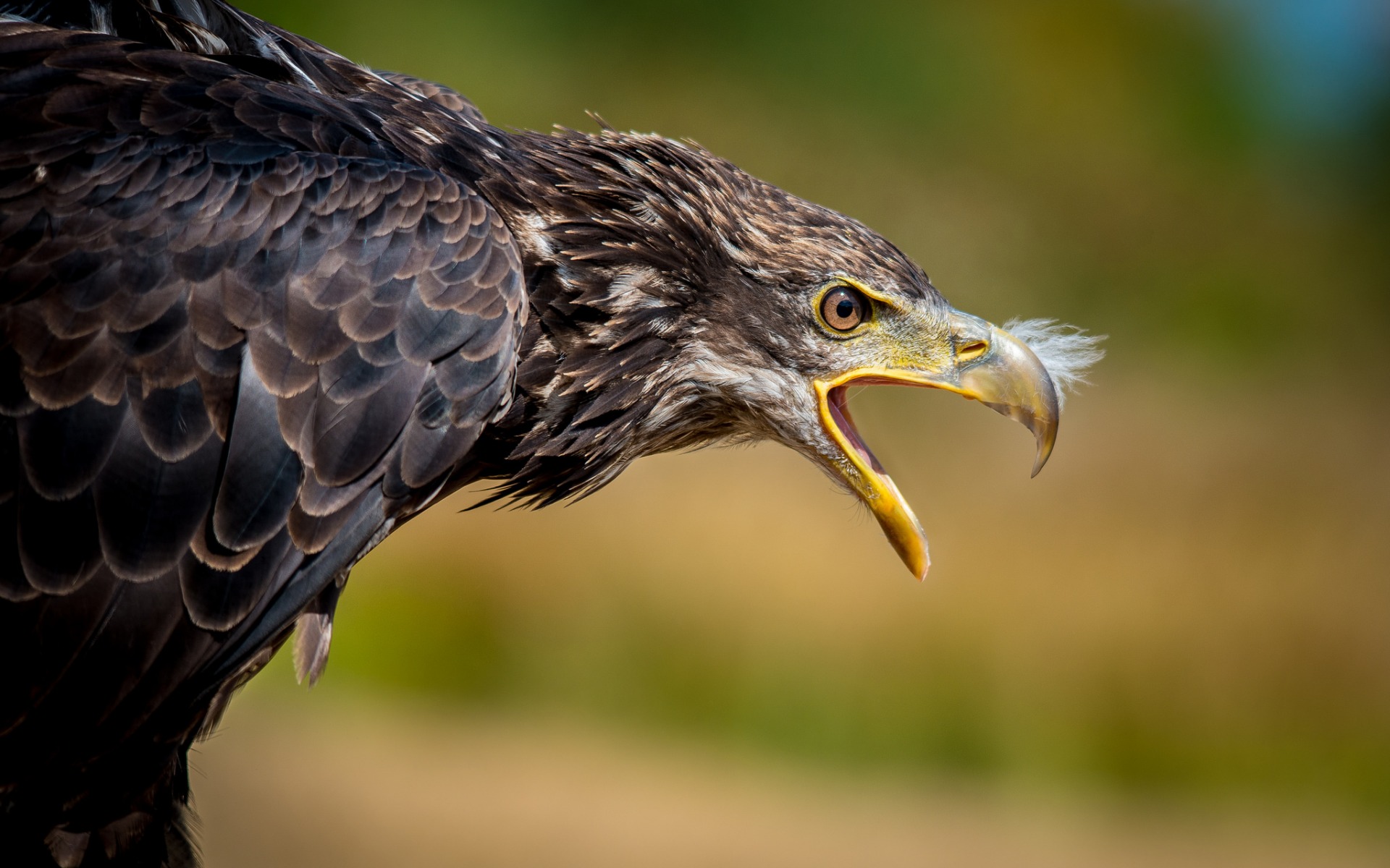 Eagle Beak Background