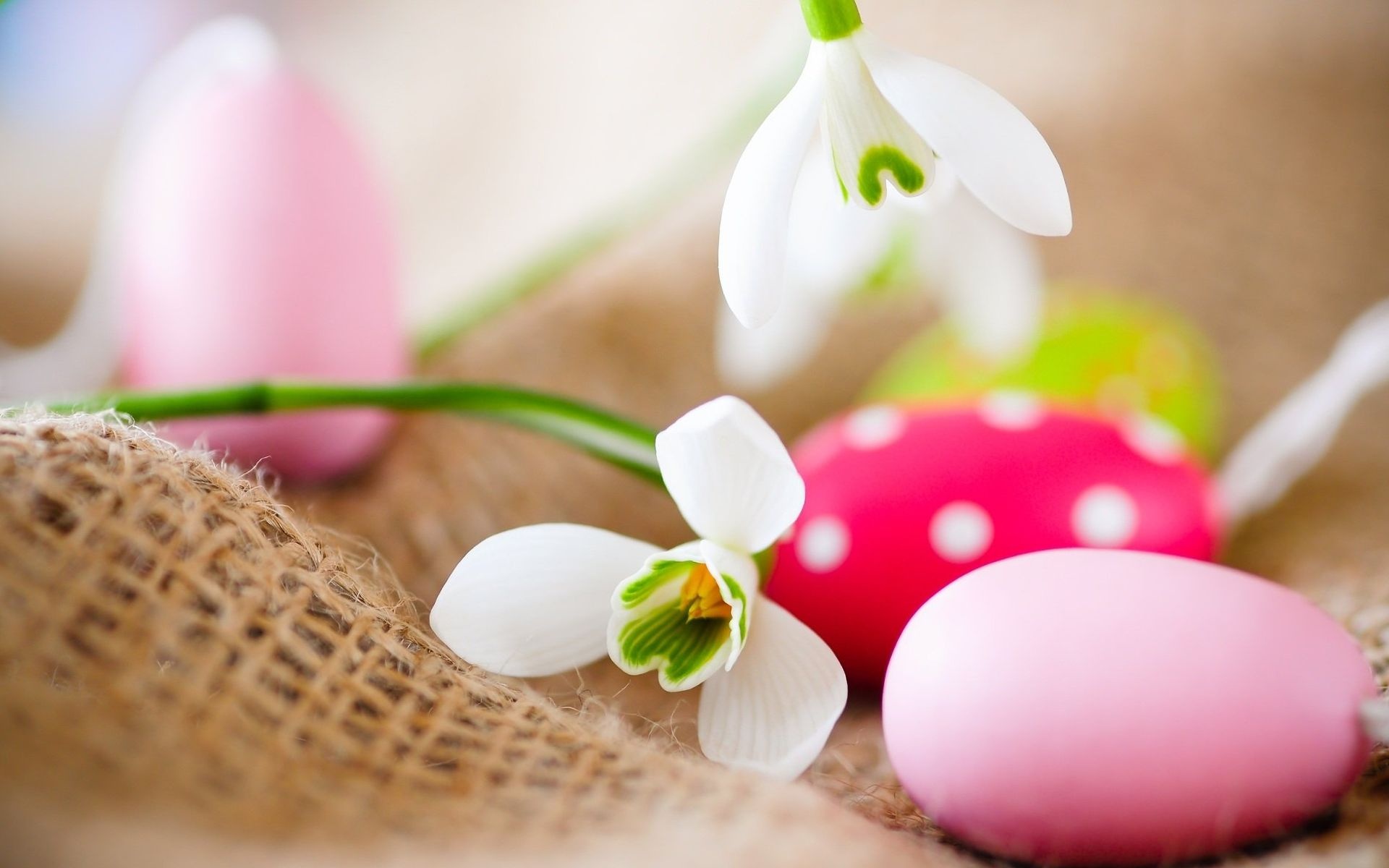 Easter Eggs And Snowdrops