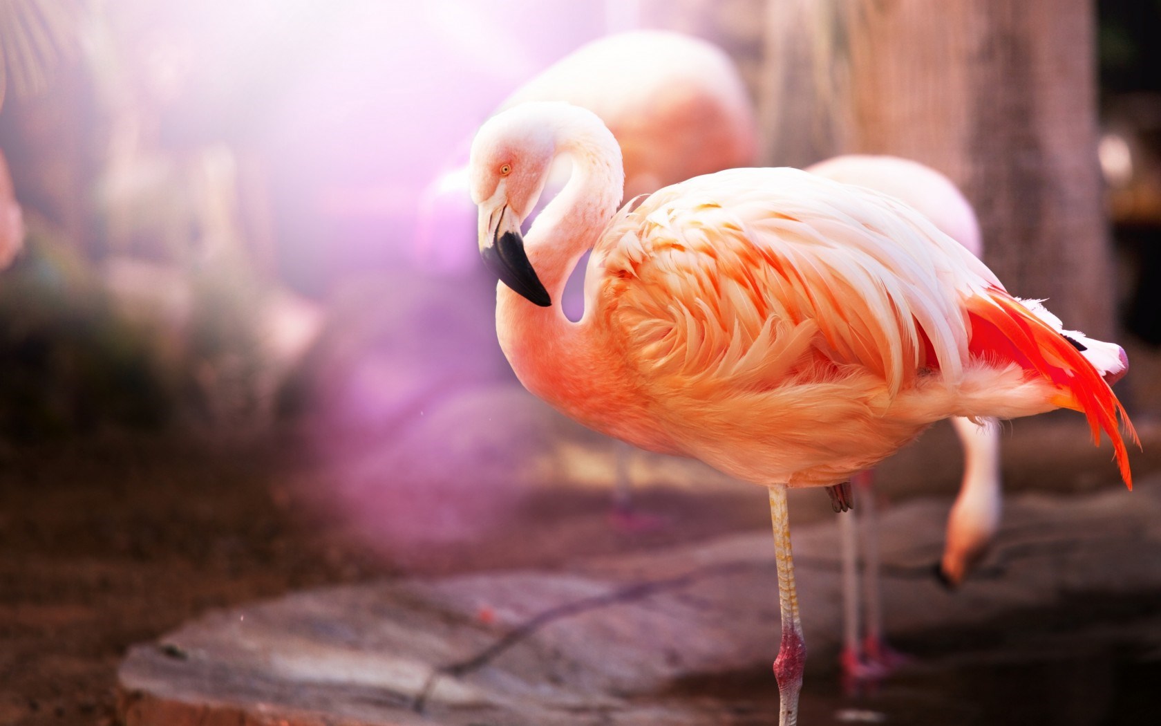 Flamingos Birds Macro