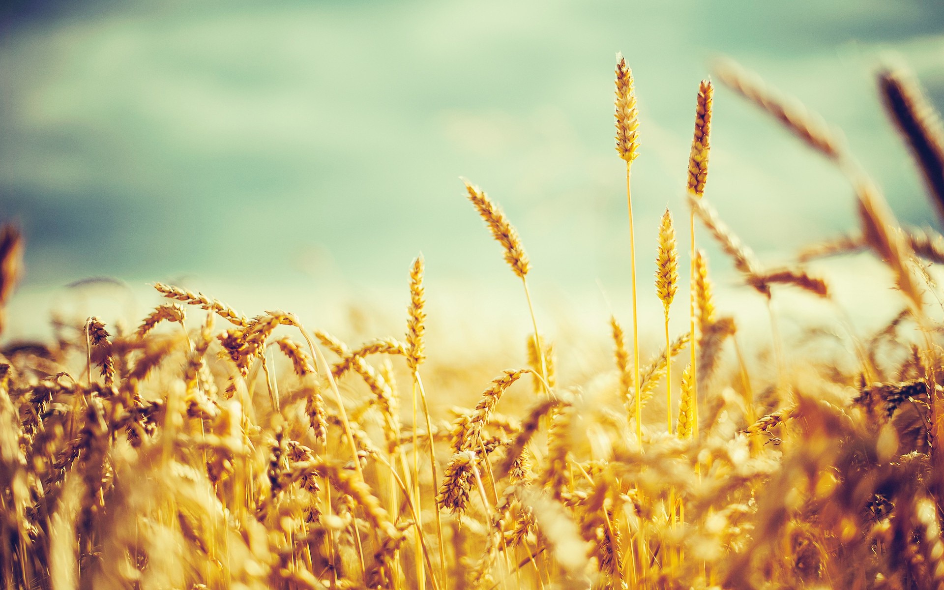 Golden Wheat Vintage Wallpapers - 1920x1200 - 504229