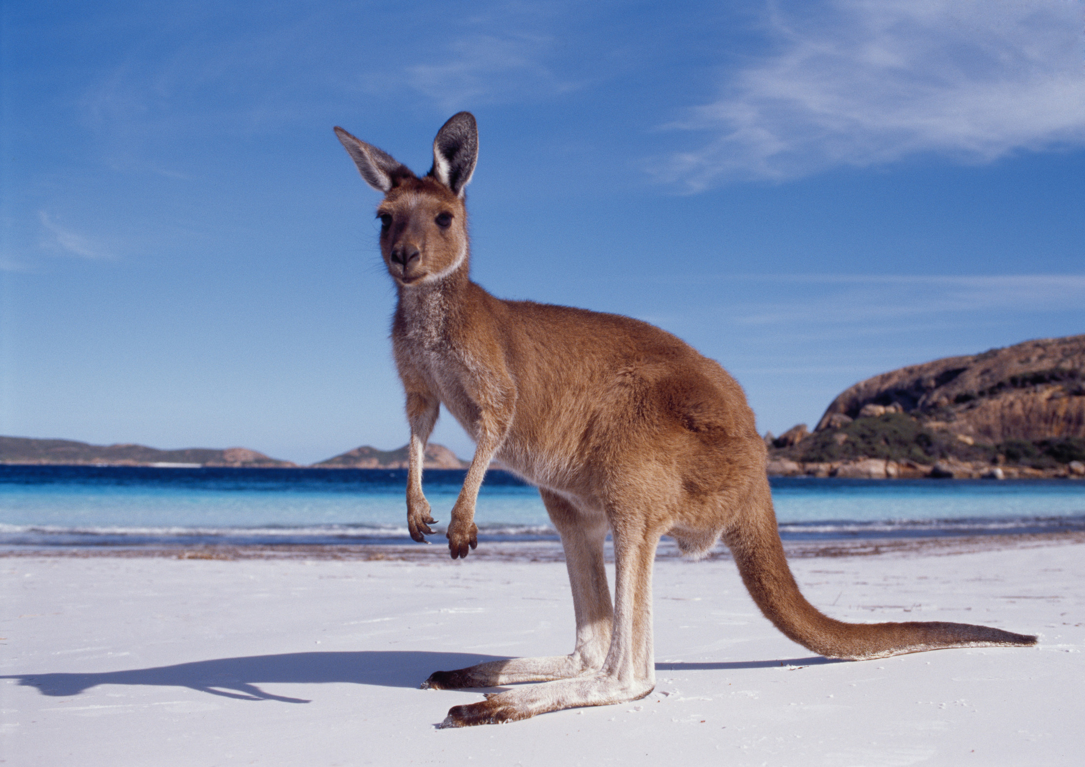 https://www.bhmpics.com/walls/kangaroo_beach-other.jpg