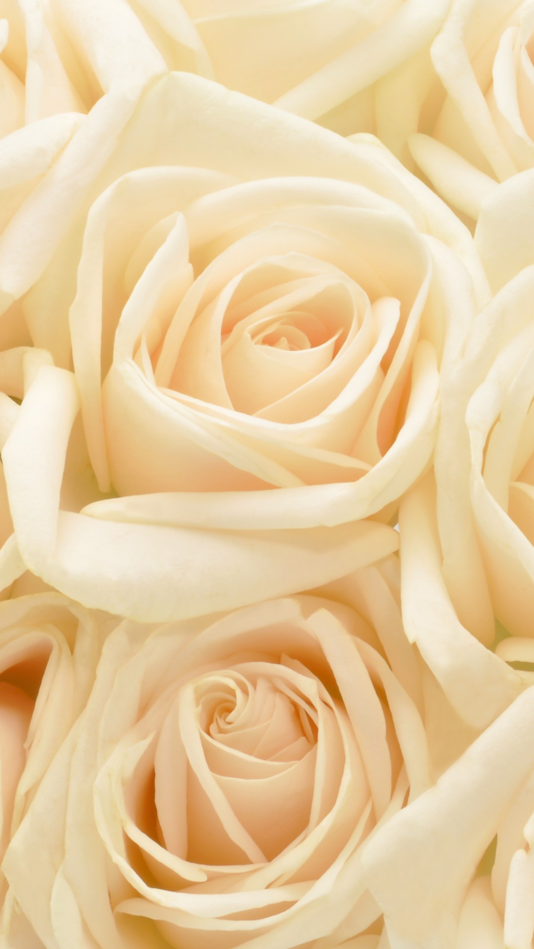 Pastel Roses Flowers Background Wallpapers - 1080x1920 - 194245