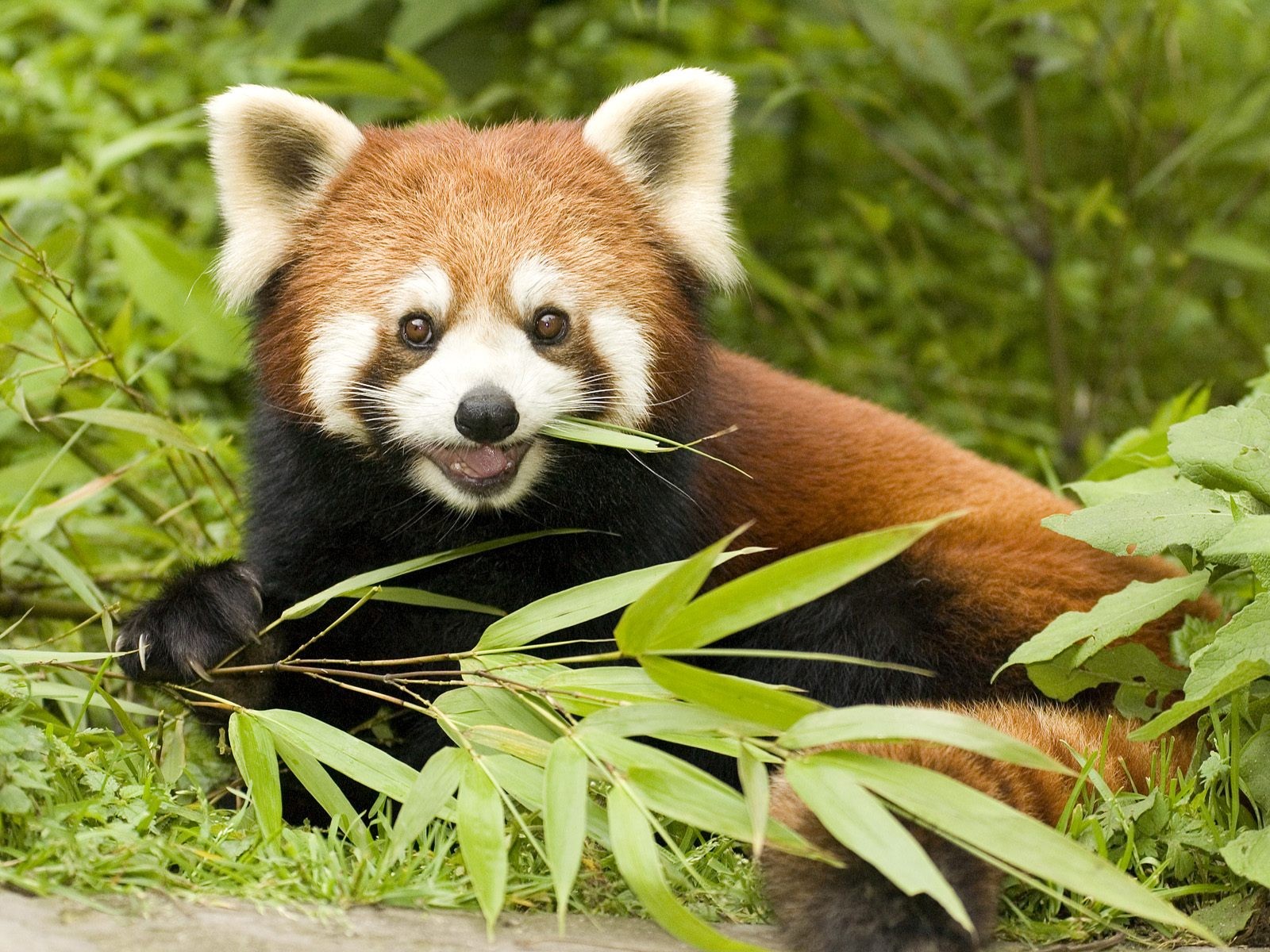 Resultado de imagem para red panda eating