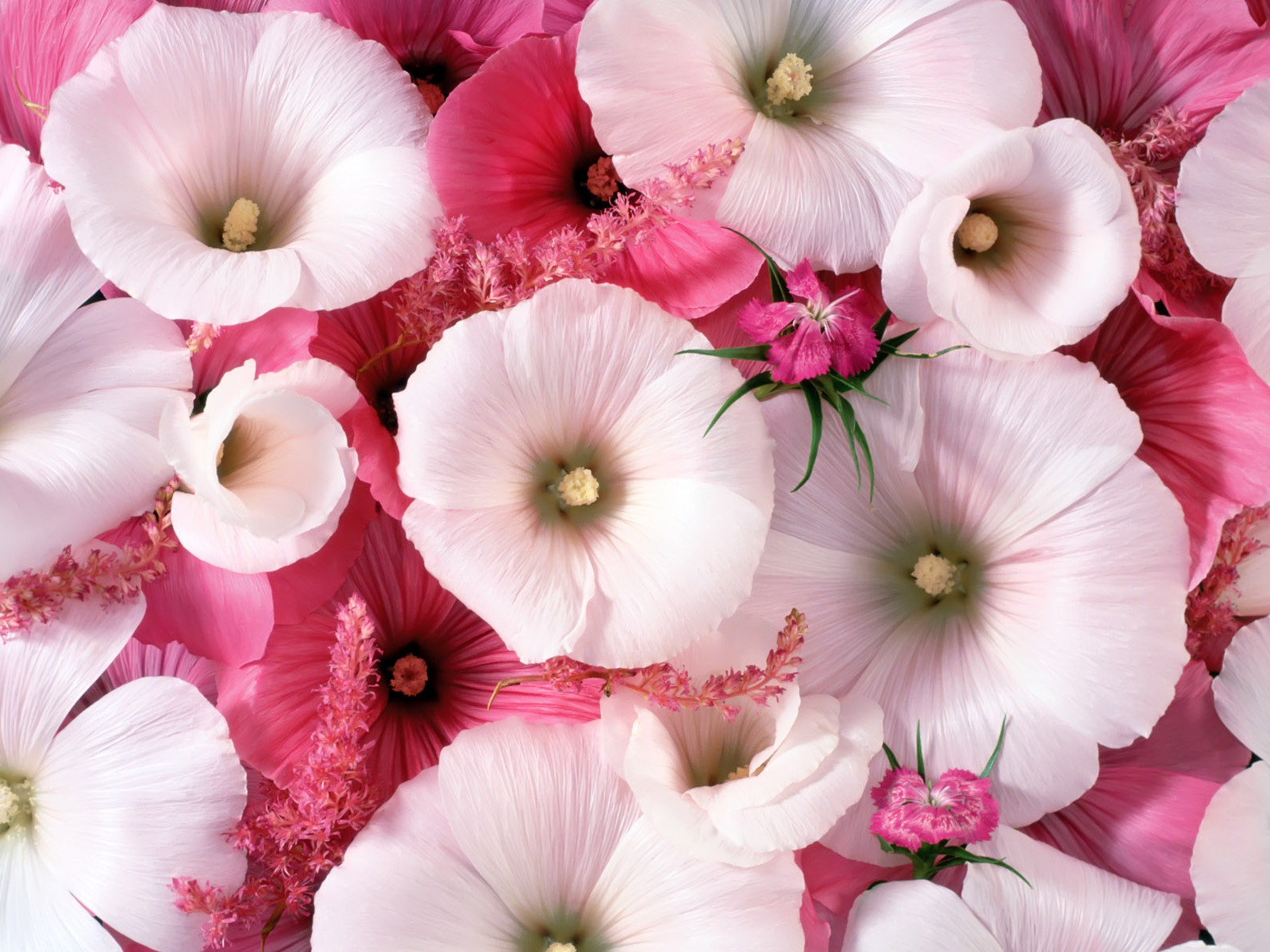 Romantic Pink Flower Wallpapers 1600x1200 459876