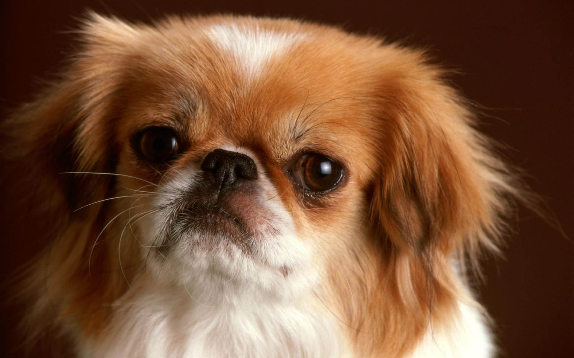 Small Dog Wallpapers - 1920x1200 - 182832