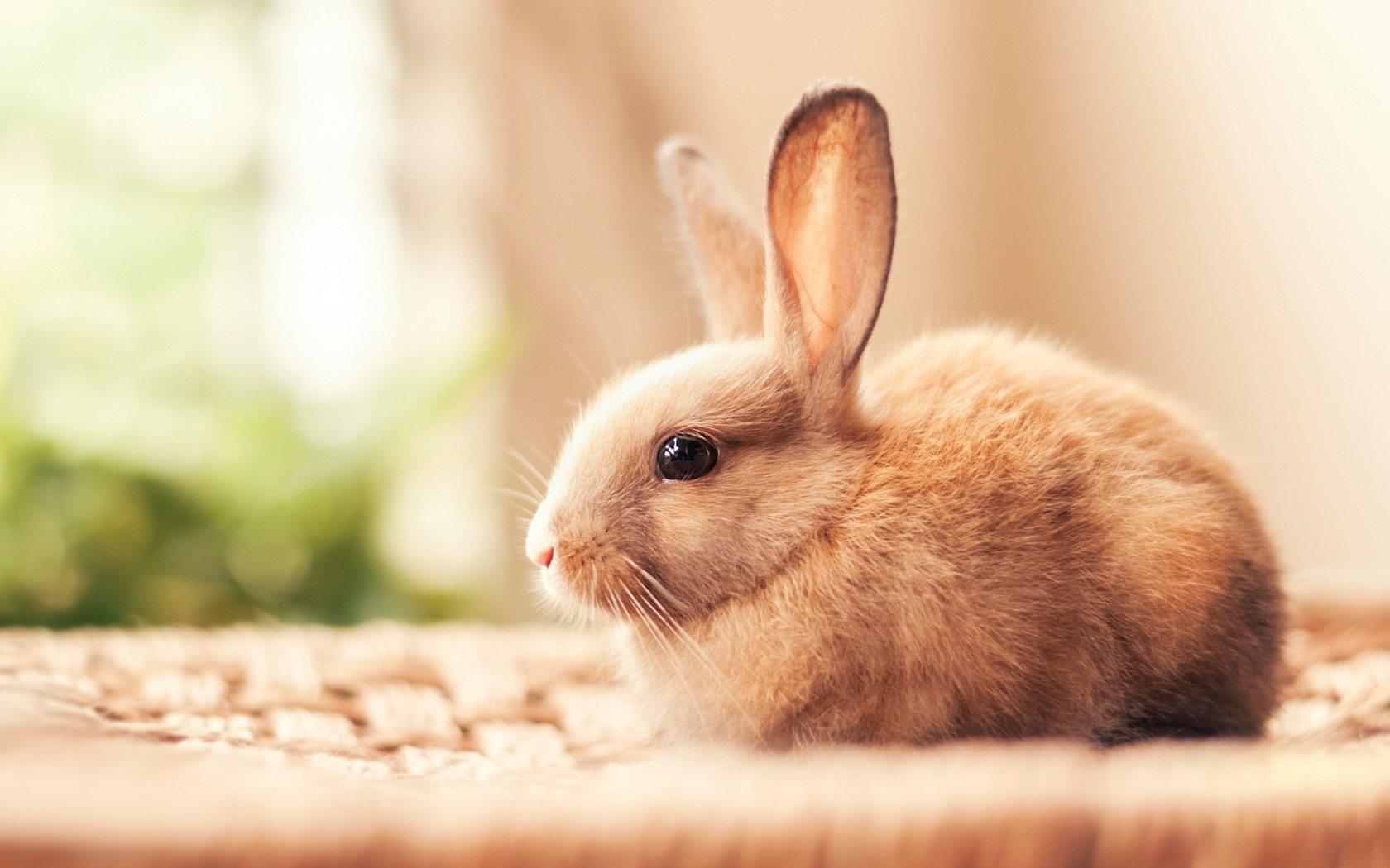 small_rabbit-wide