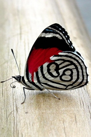 Soaring Butterfly