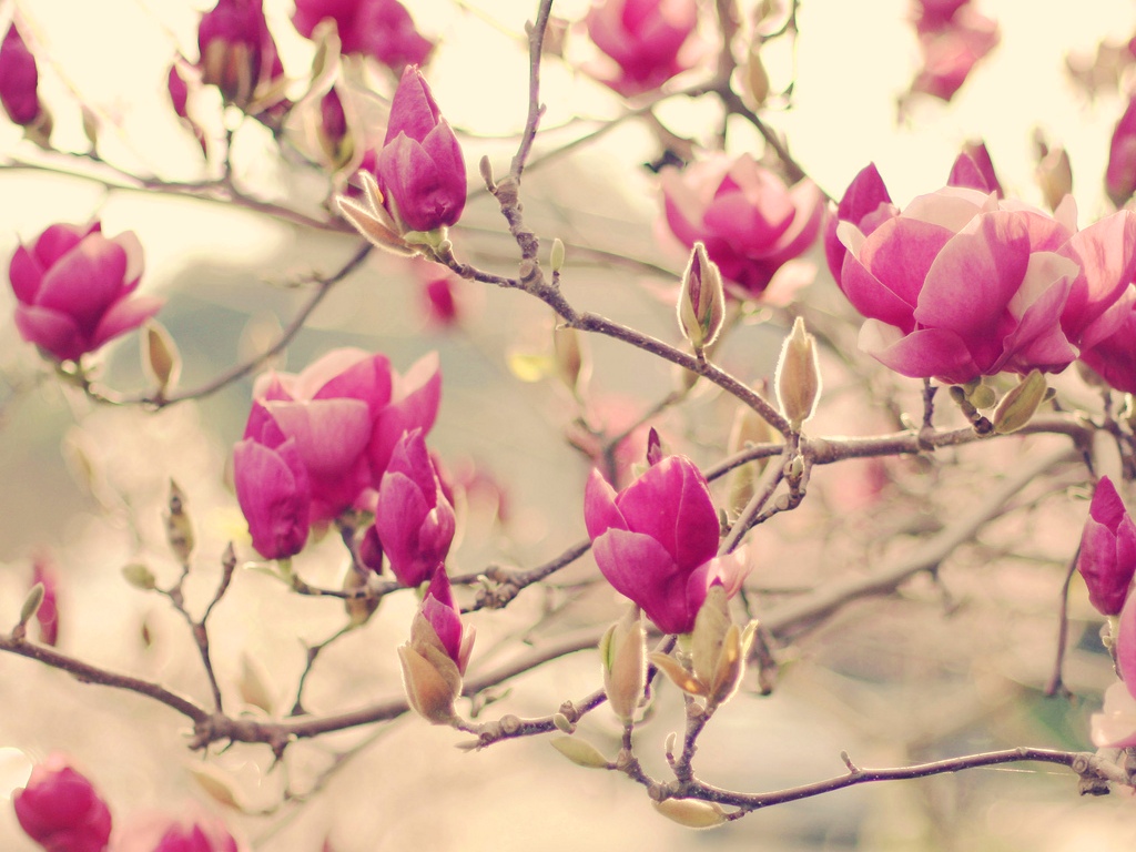 Spring Pink Branch