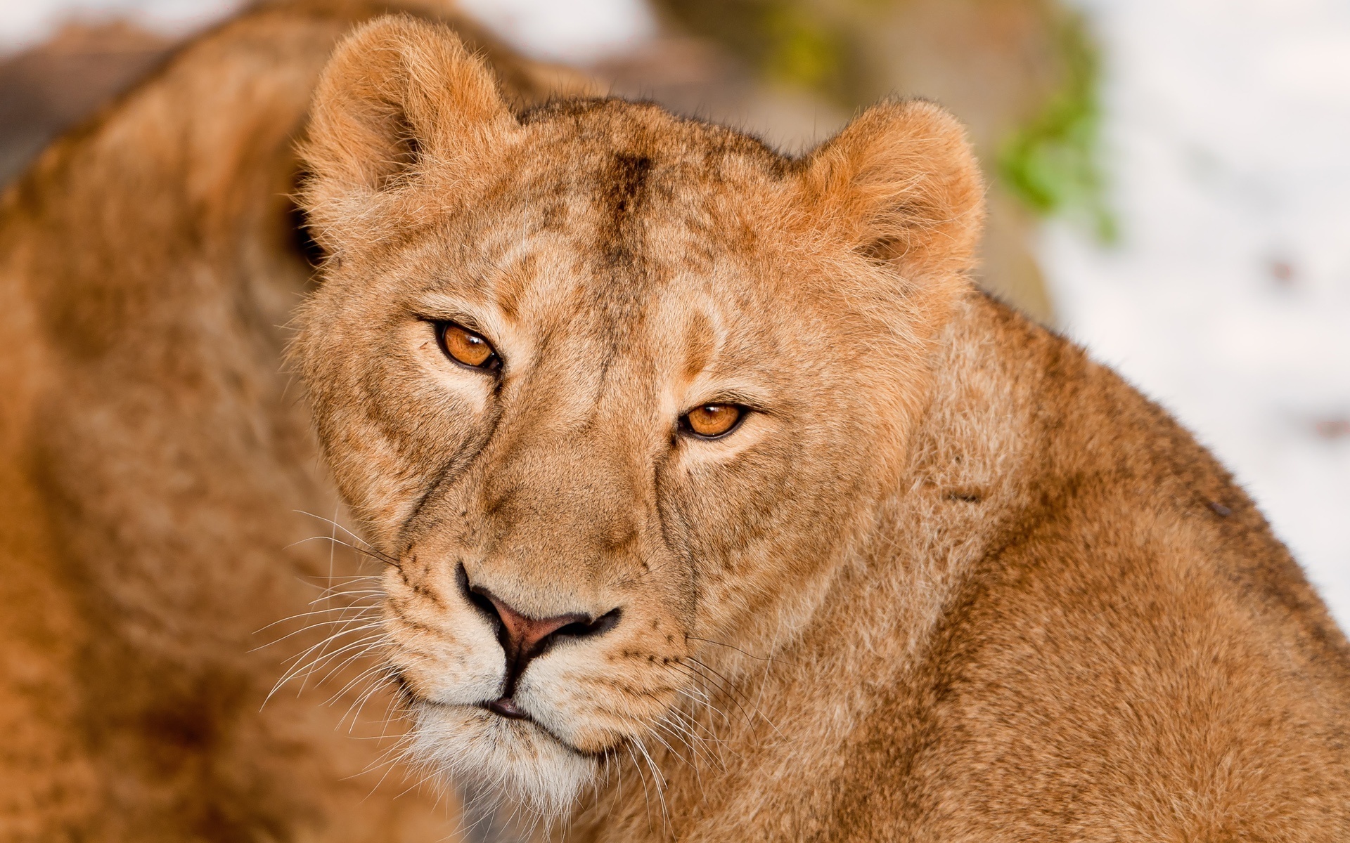 The Killer Look Of The Lioness