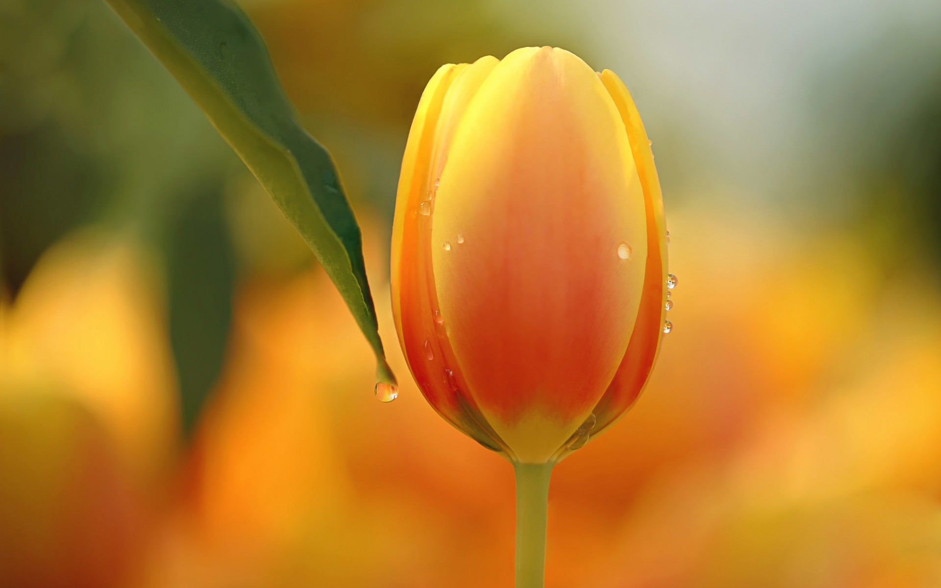 Tulip Flower Nature Macro