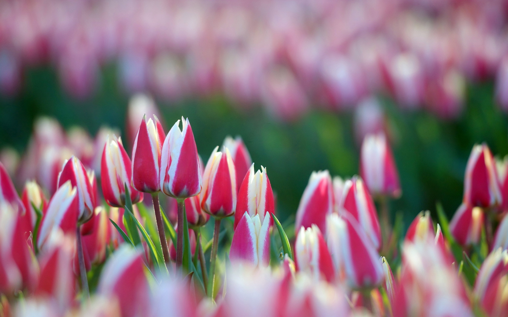 Tulips Flowers Garden
