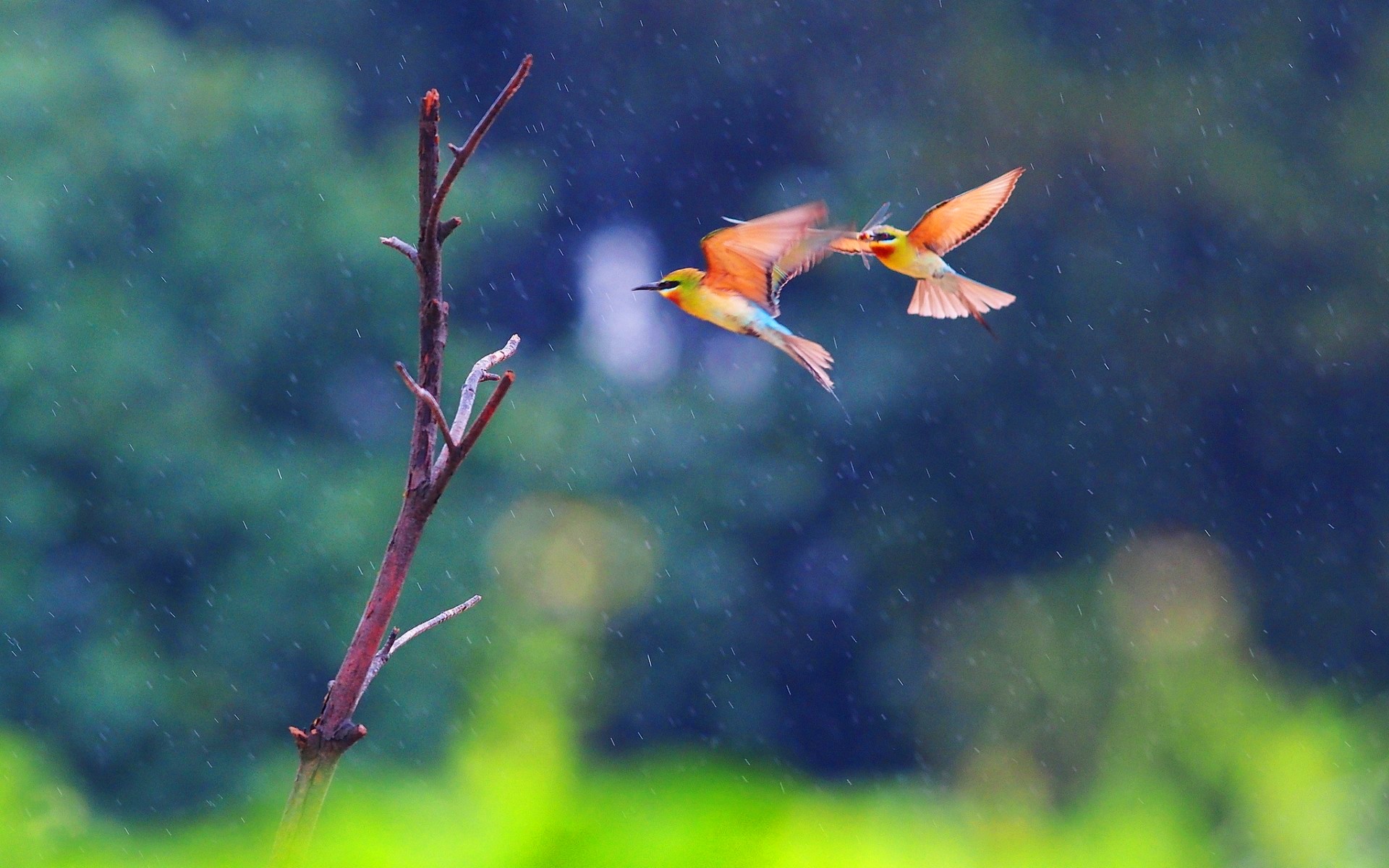Two Birds Flying In The Rain Wallpapers - 1920x1200 - 440482