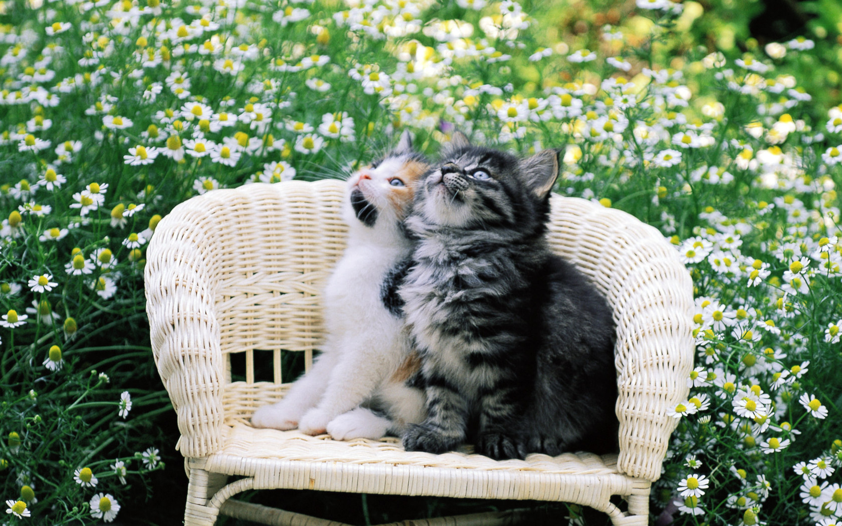 Two Cat In Flowers Garden