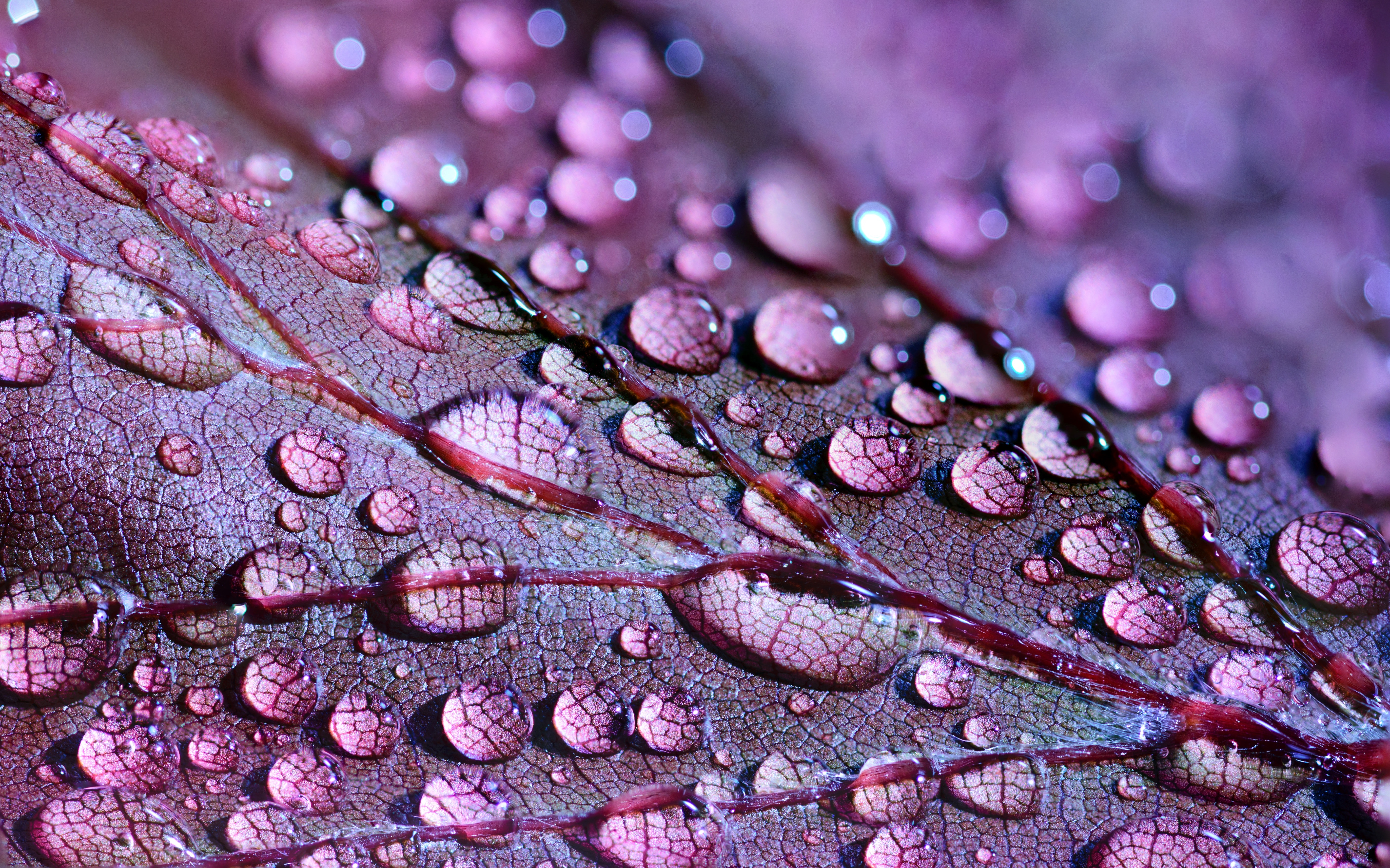 Water Drops On Purple Leaf